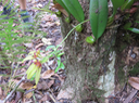 20 Bulbophyllum longiflorum  - - Orchidaceae