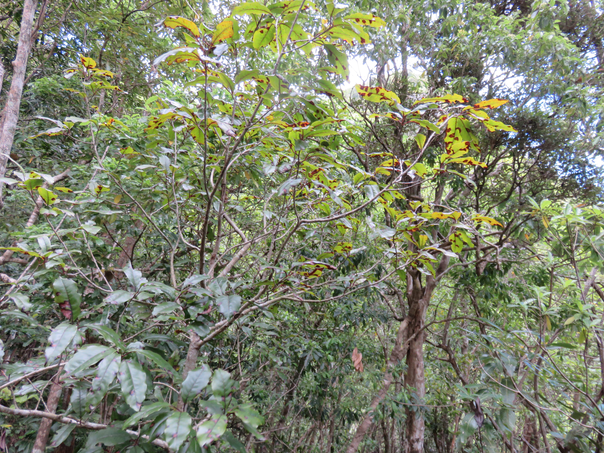 23 Au centre en haut Apodytes dimidiata - Bois de peau gris /codène - Icacinacée- M