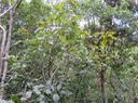 24 Apodytes dimidiata - Bois de peau gris /codène - Icacinacée- M