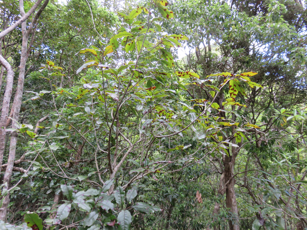 24 Apodytes dimidiata - Bois de peau gris /codène - Icacinacée- M