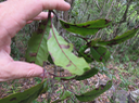 25 Apodytes dimidiata - Bois de peau gris /codène - Icacinacée- M