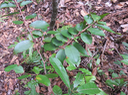 26 ??? Erythroxylum sideroxyloides Lam. - Bois de ronde - Erythroxylaceae - Mascar. (B, M)