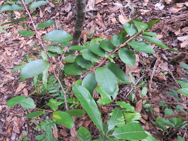26 ??? Erythroxylum sideroxyloides Lam. - Bois de ronde - Erythroxylaceae - Mascar. (B, M)