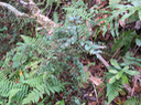 3 Scutia myrtina - Bois de sinte - Rhamnacée - I Rhamnacée - I