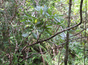 35 Cnestis glabra - Mafatamboa ou Mafatambois - Connaraceae