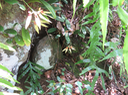 37 Bulbophyllum longiflorum  - - Orchidaceae