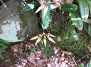 38 Bulbophyllum longiflorum  - - Orchidaceae