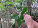 4 Tabernaemontana mauritiana - Bois de lait - Apocynaceae - Endémique La Réunion et Maurice
