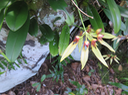 40 Bulbophyllum longiflorum  - - Orchidaceae