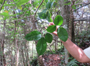 5 Tabernaemontana mauritiana - Bois de lait - Apocynaceae - Endémique La Réunion et Maurice