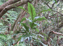 8 Coptosperma borbonica - Bois de pintade - Rubiaceae - Endémique La Réunion et île Maurice
