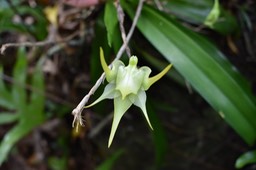 Aeranthes arachnites