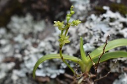 Angraecum patens ?