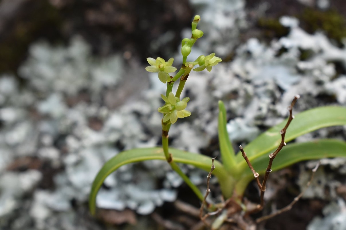 Angraecum patens ?