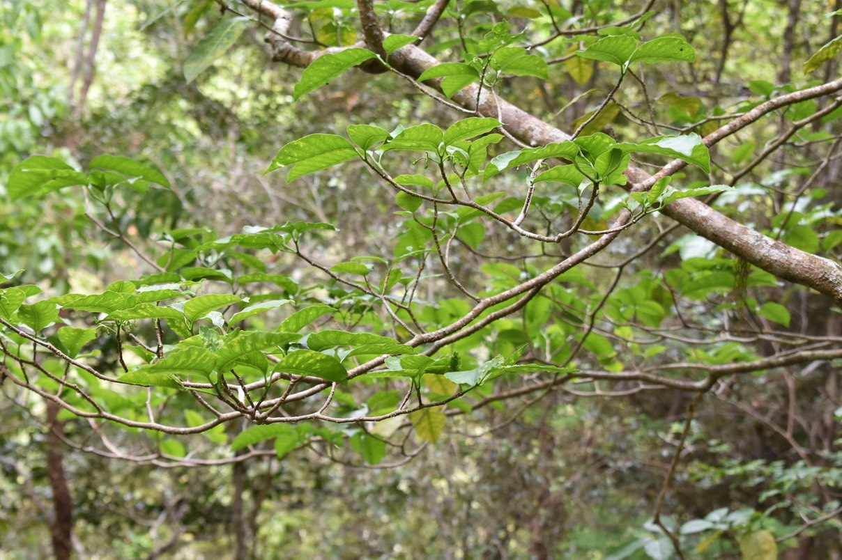Bois de lait grosses feuilles - Tabernaemontana mauritiana ? - APOCYNACEAE - Endémique Réunion Maurice