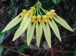 Bulbophyllum longiflorum (varieté jaune)
