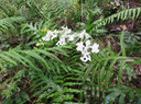 Cryptopus elatus - Liane camaron -  Orchidacée - I  Photos  Sur le sentier Augustave à Mafate URLs http://www.f-duban.fr/Decouvertes_naturalistes/Mont-Vert_2015/photos-de-f-duban/cryptopus-elatus---liane-8.html#previous-photo  http://www.f-duban.fr/Decouvertes_naturalistes/Aurère_dec_3025.html/photos-de-f-duban/img_3503.html#previous-photo  Descriptifs