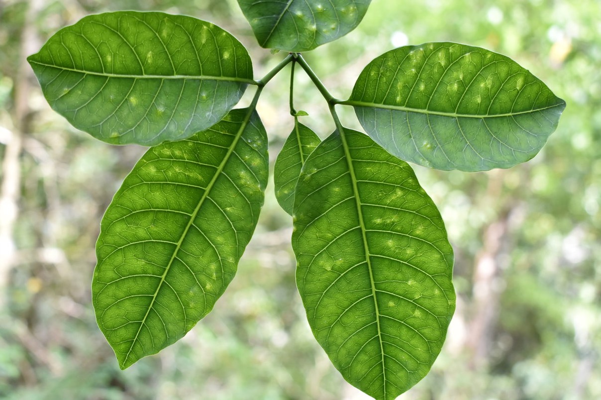 Feuille Bois de lait grosses feuilles