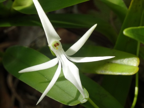 Fleur Jumellea recta