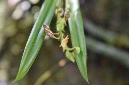 Fleur Liparis disticha ?