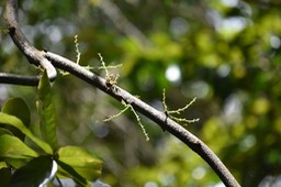 Inflorescences de Mafatembois