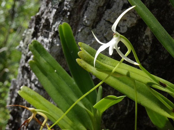 Jumellea recta