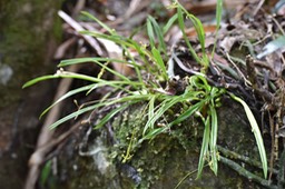 Liparis disticha ?