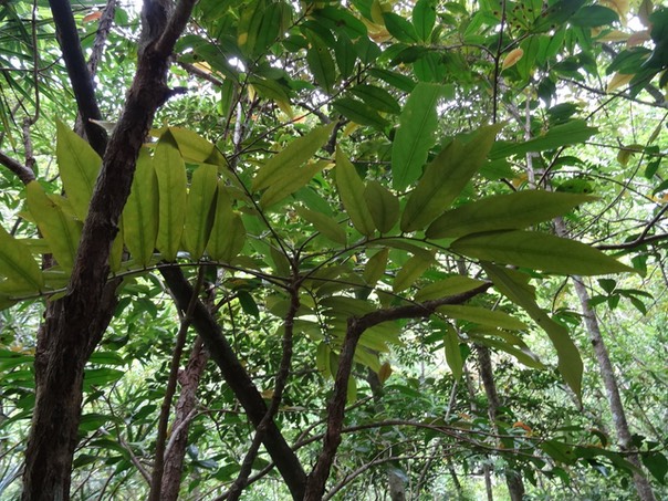 Mafatembois - Cnetis glabra - CONNARACEAE - Indigène Réunion