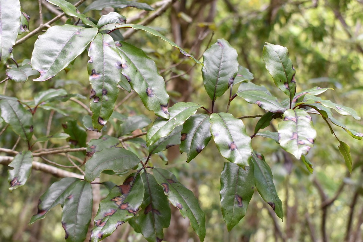 Peau Gris - Apodites dimidiata - ICACINACEAE - Indigène Réunion