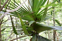 Pinpin vrillé