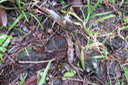 1 Oeceoclades monophylla - Orchidée caméleon