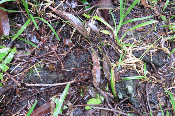 1 Oeceoclades monophylla - Orchidée caméleon