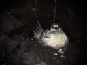 10 Phaethon lepturus lepturus Daudin