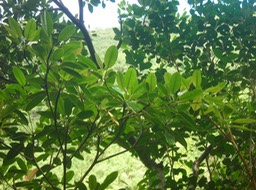 10_Ti_nat__Labourdonnaisia_calophyloides_