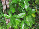 12 Danais fragrans - Liane jaune ou Lingue noir  - RUBIACEE