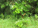 13 Cnestis glabra - Mafatamboa ou Mafatambois - Connaraceae