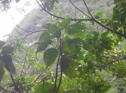 13_Bois_de_perroquet__Hansea_integrifolia_