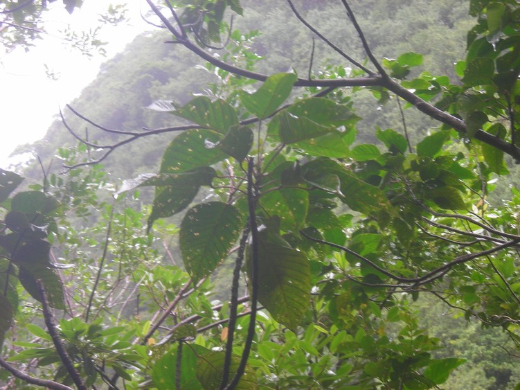 13_Bois_de_perroquet__Hansea_integrifolia_