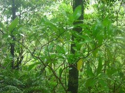 14_Bois_de_corail__Chassalia_coralloides_