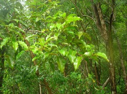 18__Bois_de_pomme_