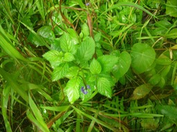 19_Zépi_blé__Stachytarpheta_urticifolia_