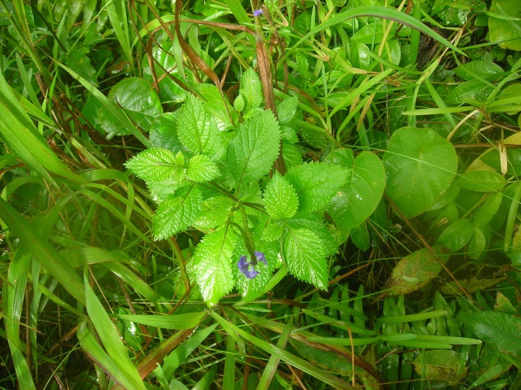 19_Zépi_blé__Stachytarpheta_urticifolia_