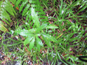 7 Hippobroma longiflora - Etoile de Bethléem -  exo