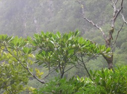7_Petit_natte__Labourdonnaisia_calophyloides__