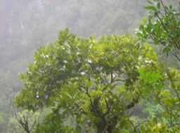 8_Corce_blanc__Homalium_paniculatum_