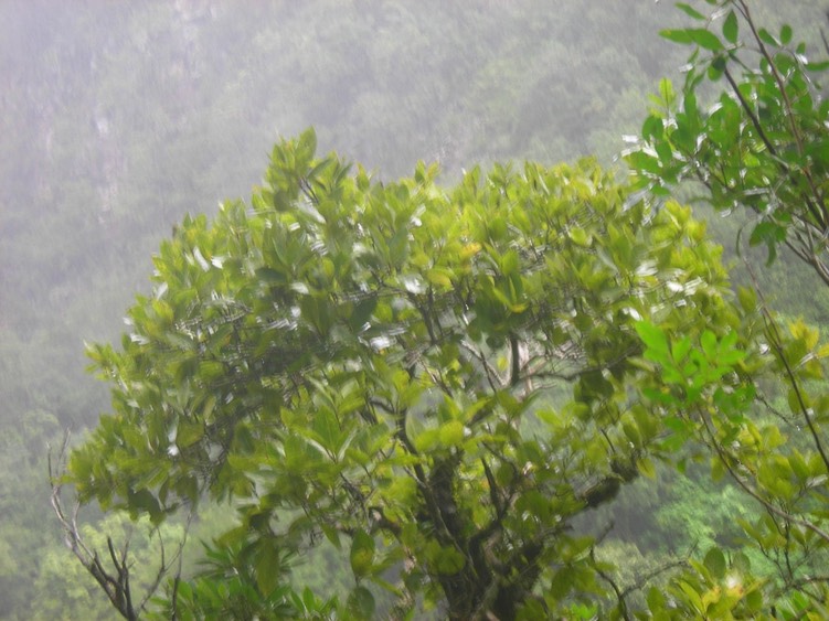 8_Corce_blanc__Homalium_paniculatum_