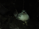 9 Juvénile ??? Phaethon lepturus lepturus