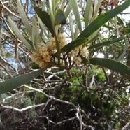 Acacia heterophylla - Tamarin des hauts - FABACEAE - Endemique Reunion.jpg