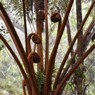 Alsophylla glauca - Fanjan femelle - CYATHEACEAE - Endemique Reunion.jpg