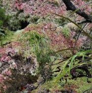 Cascade de sphaignes.jpg